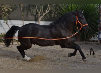 Andaluces Mestizo, Caballo castrado, 9 años, 160 cm, Negro
