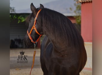 Andaluces Mestizo, Caballo castrado, 9 años, 160 cm, Negro