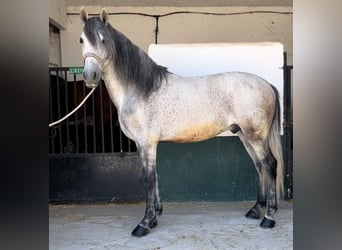 Andaluces, Caballo castrado, 9 años, 160 cm, Tordo rodado