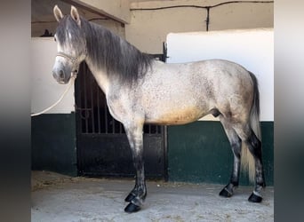 Andaluces, Caballo castrado, 9 años, 160 cm, Tordo rodado