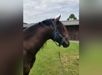 Andaluces Mestizo, Caballo castrado, 9 años, 162 cm, Castaño oscuro