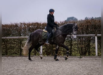 Andaluces, Caballo castrado, 9 años, 162 cm, Tordillo negro