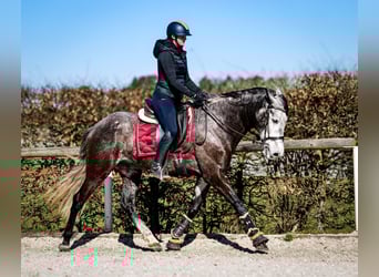Andaluces, Caballo castrado, 9 años, 162 cm, Tordillo negro