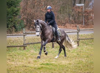 Andaluces, Caballo castrado, 9 años, 162 cm, Tordillo negro