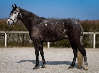 Andaluces, Caballo castrado, 9 años, 162 cm, Tordillo negro