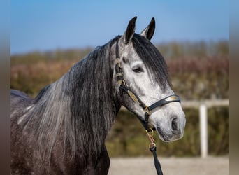 Andaluces, Caballo castrado, 9 años, 162 cm, Tordillo negro