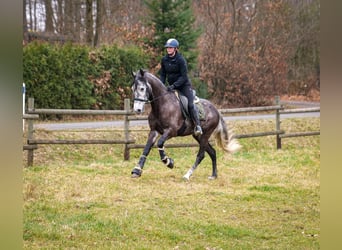 Andaluces, Caballo castrado, 9 años, 162 cm, Tordillo negro