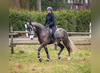 Andaluces, Caballo castrado, 9 años, 162 cm, Tordillo negro