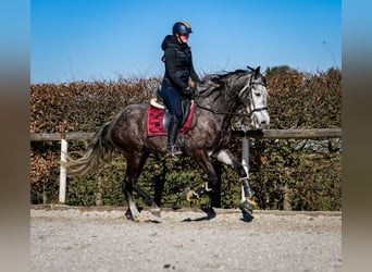Andaluces, Caballo castrado, 9 años, 162 cm, Tordillo negro