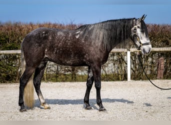 Andaluces, Caballo castrado, 9 años, 162 cm, Tordillo negro