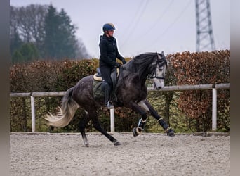 Andaluces, Caballo castrado, 9 años, 162 cm, Tordillo negro