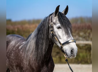 Andaluces, Caballo castrado, 9 años, 162 cm, Tordillo negro