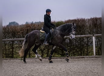 Andaluces, Caballo castrado, 9 años, 162 cm, Tordillo negro