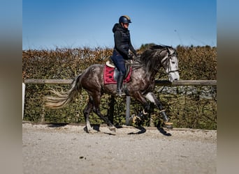 Andaluces, Caballo castrado, 9 años, 162 cm, Tordillo negro