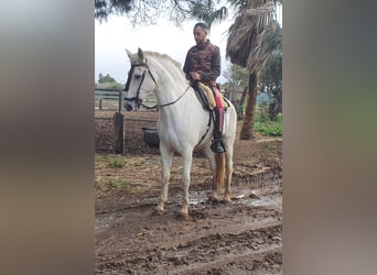 Andaluces, Caballo castrado, 9 años, 163 cm, Tordo