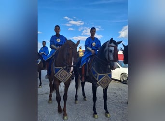 Andaluces, Caballo castrado, 9 años, 164 cm, Tordo rodado