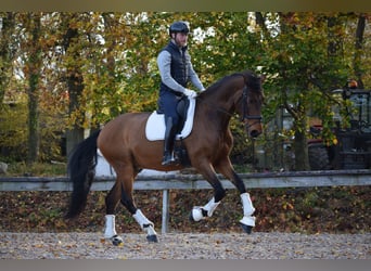 Andaluces, Caballo castrado, 9 años, 173 cm, Castaño