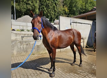 Andaluces, Caballo castrado, 9 años