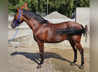 Andaluces, Caballo castrado, 9 años