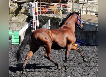 Andaluces, Caballo castrado, 9 años