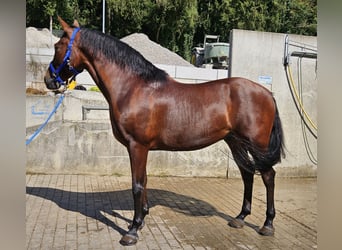 Andaluces, Caballo castrado, 9 años