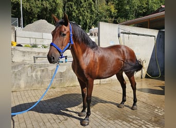 Andaluces, Caballo castrado, 9 años