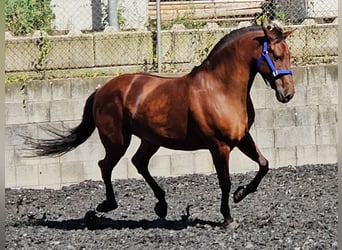 Andaluces, Caballo castrado, 9 años