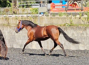 Andaluces, Caballo castrado, 9 años