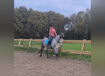 Andaluces, Caballo castrado, 9 años, Porcelana