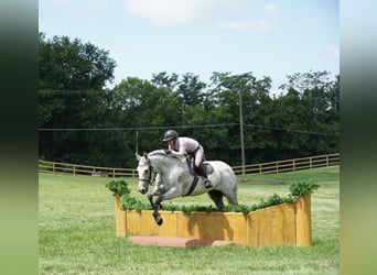 Andaluces Mestizo, Caballo castrado, 9 años, Tordo