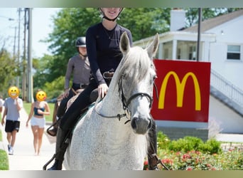 Andaluces Mestizo, Caballo castrado, 9 años, Tordo