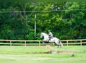 Andaluces Mestizo, Caballo castrado, 9 años, Tordo