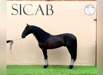 Andaluces, Semental, 10 años, 170 cm, Castaño oscuro