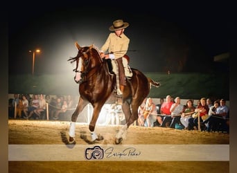 Andaluces, Semental, 11 años, 165 cm, Alazán