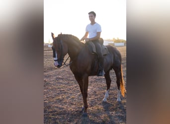 Andaluces, Semental, 11 años, 165 cm, Alazán