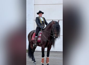 Andaluces, Semental, 11 años, 166 cm, Castaño oscuro