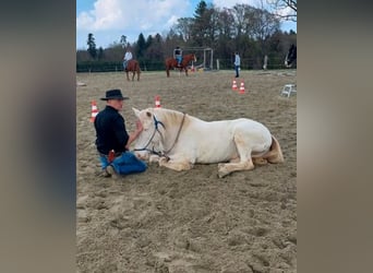 Andaluces, Semental, 12 años, 152 cm, Cremello