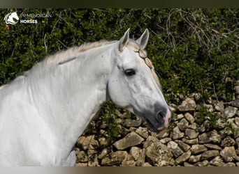 Andaluces, Semental, 12 años, 162 cm, White/Blanco