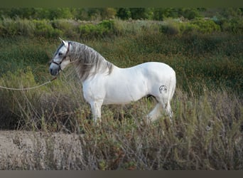 Andaluces, Semental, 12 años, 163 cm, Tordo