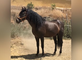 Andaluces, Semental, 12 años, 167 cm, Castaño oscuro