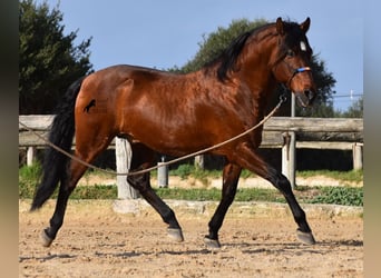 Andaluces, Semental, 13 años, 157 cm, Castaño