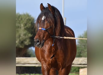 Andaluces, Semental, 13 años, 157 cm, Castaño