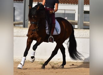 Andaluces, Semental, 13 años, 157 cm, Castaño