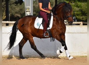 Andaluces, Semental, 13 años, 157 cm, Castaño