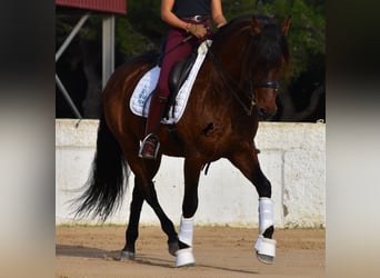 Andaluces, Semental, 13 años, 157 cm, Castaño