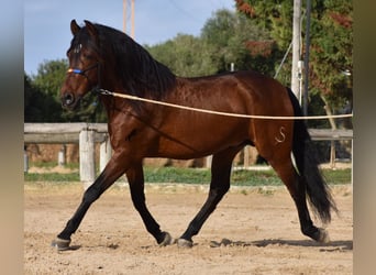 Andaluces, Semental, 13 años, 157 cm, Castaño