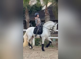 Andaluces, Semental, 13 años, 163 cm, White/Blanco