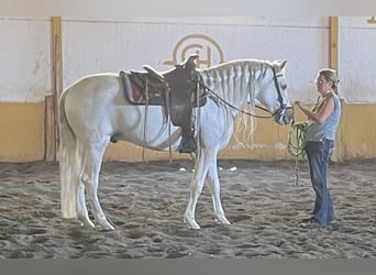 Andaluces, Semental, 13 años, 164 cm, Musgo