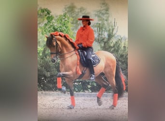 Andaluces, Semental, 14 años, 167 cm, Castaño