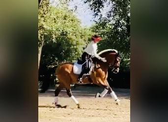 Andaluces, Semental, 14 años, 167 cm, Castaño